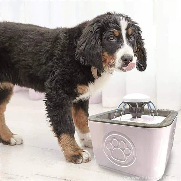 fontana za pse i macke pojilica za kucne ljubimce 995796 - Fontana za ljubimcePojilica za ljubimce kuce maceOpis:Kapacitet vode od 2,5 l:Može da primi 2,5 litara vode i konstantan protok vode, ova fontana će održati vašu mačku ili psa srećnim i hidriranim.Protočna voda: Voda teče kružno, što je interesantnije vašem ljubimcu od mirne vode koja pada u običnu posudu za vodu, privlačeći ih da piju više.Trostruka filtracija: Mačja fontana ima trostruki sistem filtracije sa jednim pamukom, uklanja višak nečistoća, ostatke i mirise iz vode.Nadograđena pumpa: Sa ugrađenom tihom pumpom za vodu, niskom potrošnjom energije, uštedom energije, IPKS8 vodootpornim.Predlažemo da pumpu čistite najmanje svake dve nedelje.Materijal: Napravljen od ekološki prihvatljive PP plastike, izdržljiv i lak za čišćenje, koji takođe sprečava rast klica, obezbeđuje vašoj mački tekuću filtriranu vodu.Specifikacija:Materijal: plastika PP, pamučni filterBela bojaTip: Fontana za vodu za kućne ljubimceDizajn: Automatic ElectricKapacitet vode: 2.5LInterfejs: USBIzlazna snaga DC 5VPotrošnja energije: 1-3VNeto težina: 727 gPogodno za: male i srednje veličine psa ili mačkeTabela veličina:19x19x17.5cm/7.48k7.48k6.89 inčaPaket sadrži:Fontana za doziranje vode za kućne ljubimce od 1 komadaBeleška:1. Izbegavajte da voda dođe u kontakt sa utikačem ili utičnicom.2. Obavezno proverite da li ima vode u rezervoaru pre pokretanja mašine, kako ne biste oštetili pumpu.3. Nemojte puniti rezervoar za vodu prepun da biste izbegli prekomerno prelivanje vode.4. Ako dozator za vodu iznenada postane bučan, nivo vode je možda prenizak, dodajte vodu na vreme.5. Ne zaboravite da isključite kabl za napajanje kada ga ne koristite i ne dozvolite kućnim ljubimcima da žvaću žice.6. Pamuk filtera sa aktivnim ugljem treba isprati ili natopiti vodom 3 minuta pre upotrebe da bi se uklonile nečistoće.